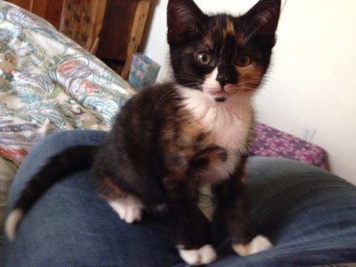 15168790_10211404895257170_588572577117550619_o